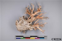 藏品(珊瑚標本)的圖片